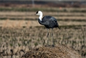 Hooded Crane20170212_DSC8231