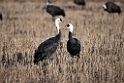 Hooded Crane20170212_DSC8242