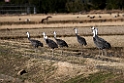 Hooded Crane2170212_DSC8114