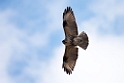 Japanese Buzzard20170212_DSC7962