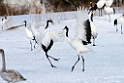 Japanese Crane20170209_DSC7290