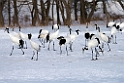 Japanese Crane20170209_DSC7332