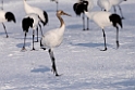 Japanese Crane20170209_DSC7349