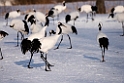 Japanese Crane20170209_DSC7369