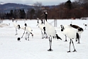 Japanese Crane20170210_DSC7533