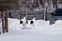 Japanese Crane20180210_DSC7454