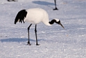 Japanese Crane20190209_DSC7374