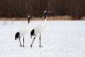 Japanese Cranes20170209_DSC7522