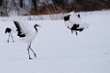 Japanese Cranes20170209_DSC7666