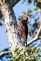 Okinava woodpecker20170216_DSC8411