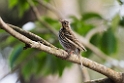 Olive-backed Pipit20170214_DSC8255