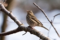 Olive-backed Pipit20170214_DSC8280