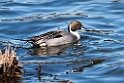 Pintail20170219_DSC8634