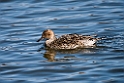Pintail20170219_DSC8716