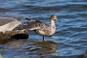 Pintail20170219_DSC8737