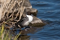 Pintail20170219_DSC8750