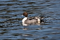 Pintail20170219_DSC8777