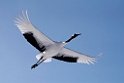 Red-crowned Crane 20170210_DSC7434