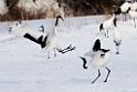 Red-crowned Crane20170209_DSC7289