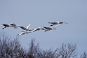 Red-crowned Crane20170210_DSC7410
