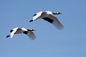 Red-crowned Crane20170210_DSC7427