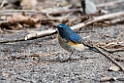 Red-flanked bluetail20170214_DSC8300