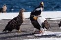 Sea-eagles20170209_DSC6934