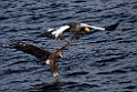 Sea-eagles20190209_DSC6821