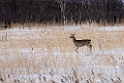 Sika Deer20170207_DSC5862