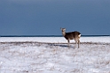 Sika deer20170207_DSC5867