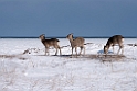 Sika deer20170207_DSC5877