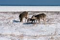 Sika deer20170207_DSC5883