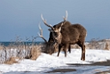 Sika deer20170207_DSC6057