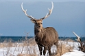 Sika deer20170207_DSC6063