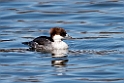 Smew20170219_DSC8690