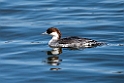 Smew20170219_DSC8758