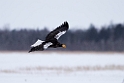 Stellers Sea.eagle20170207_DSC5673