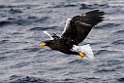 Stellersørn20170209_DSC6434