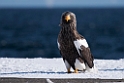 Stellersørn20170209_DSC7055