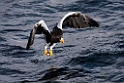 Stellersørn20190209_DSC6532