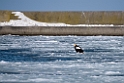 Stellershavørn20170207_DSC5991