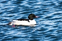 Stor skallesluger20170207_DSC6007