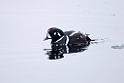 Strømand20170208_DSC6233