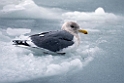 Vega gull20170207_DSC5749