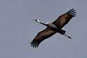 White-naped Crane20120212_DSC8127