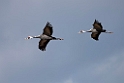 White-naped Crane201702012_DSC8103