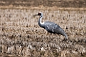 White-naped Crane20170212_DSC7852