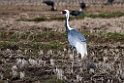 White-naped Crane20170212_DSC7867