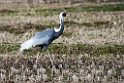 White-naped Crane20170212_DSC7871