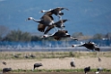 White-naped Crane20170212_DSC7938